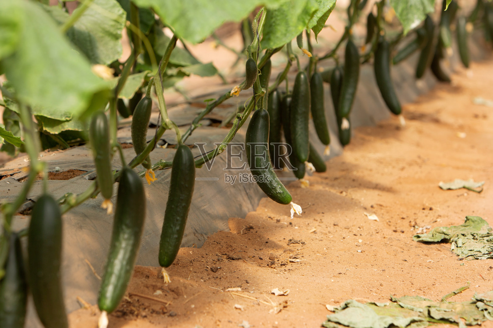 一排排黄瓜种植的照片。主题是园艺，季节性蔬菜种植，农业照片摄影图片