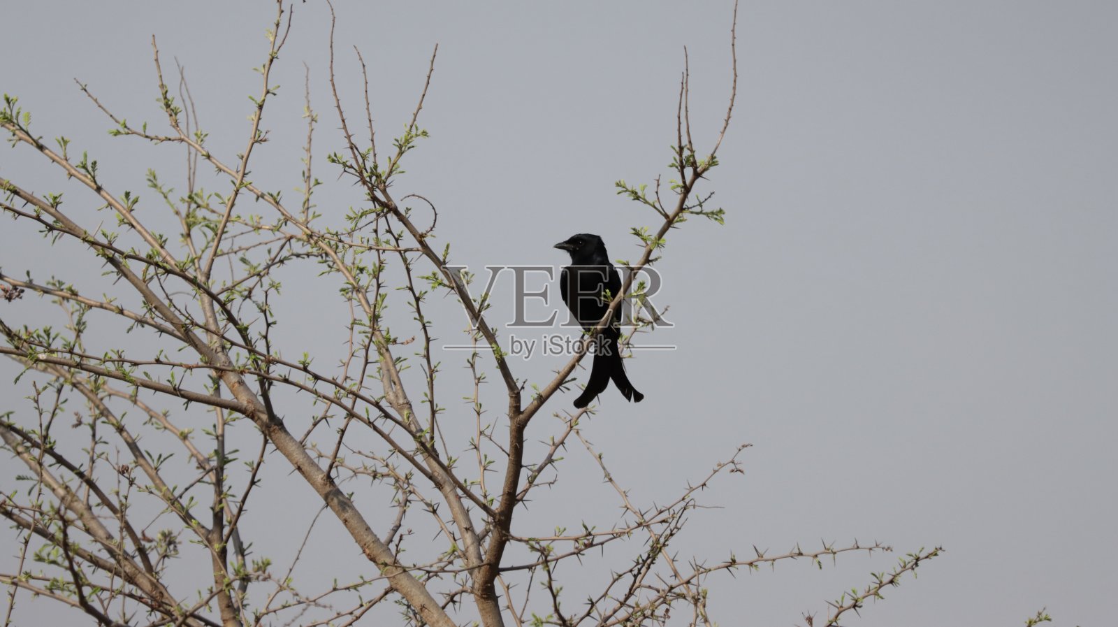 黑卷尾燕栖息在一棵树上照片摄影图片