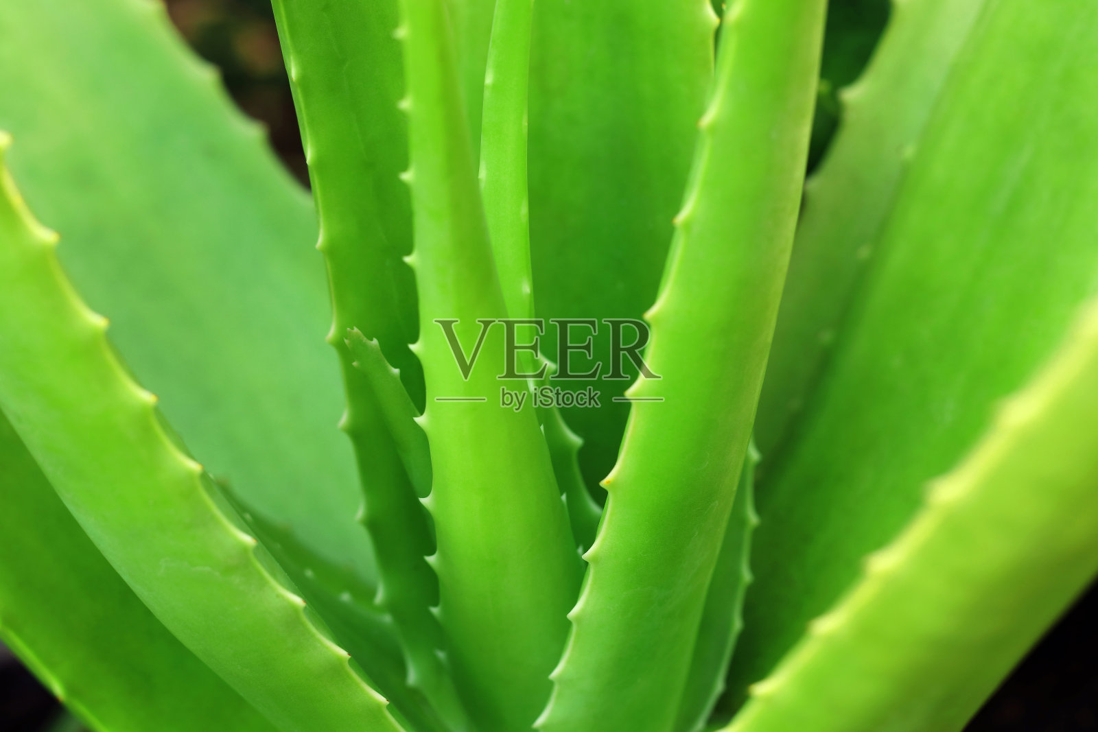 芦荟植物在花园里生长的特写。照片摄影图片