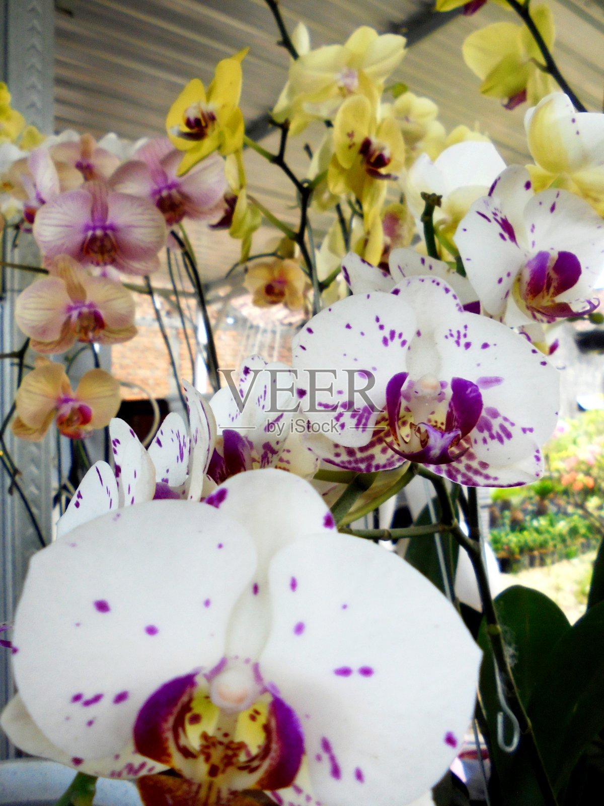 兰花照片摄影图片