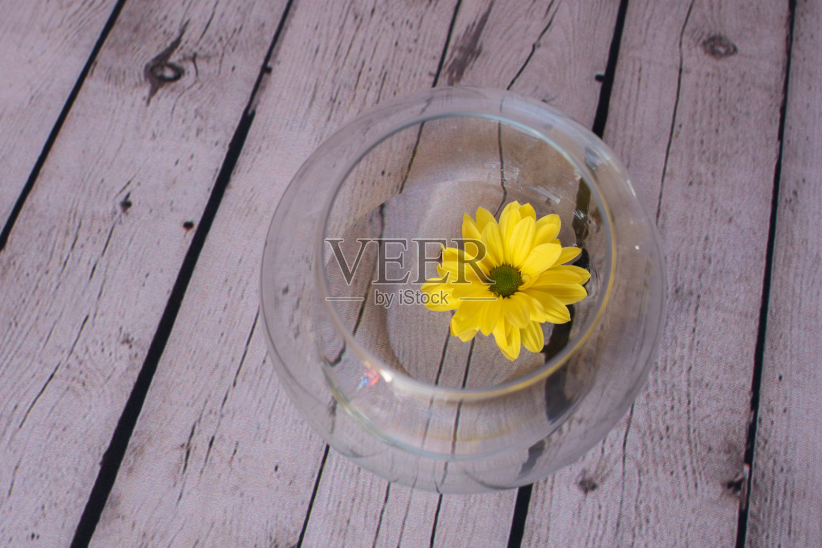 黄色雏菊照片摄影图片