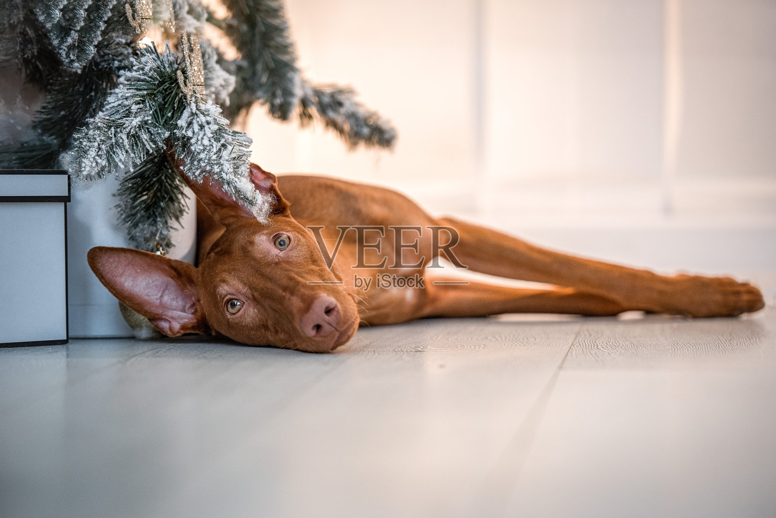 法老猎犬躺在一间明亮的白色房间的树下照片摄影图片