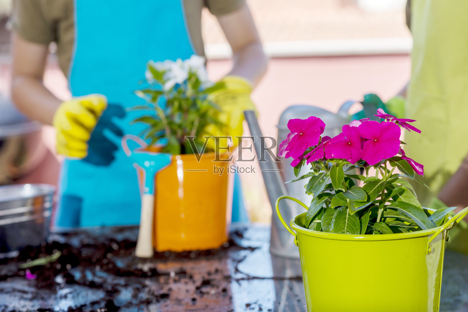 家庭园艺。戴手套的手在花盆里种了一朵花。照片摄影图片