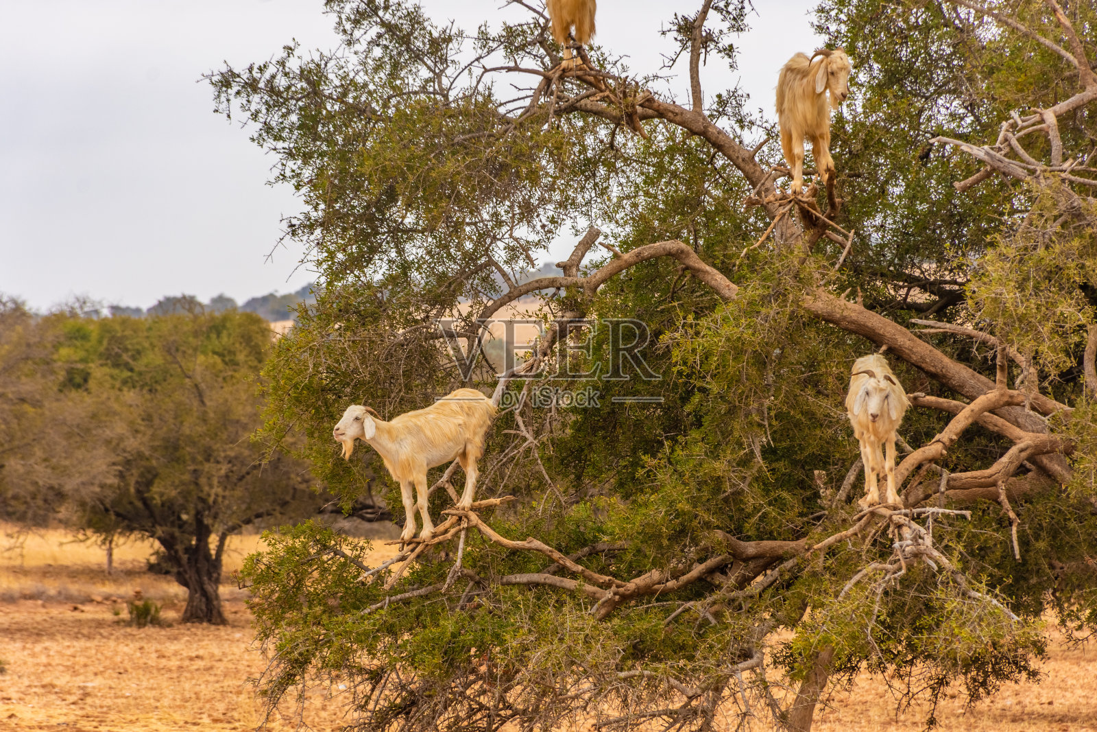 Essaouira、摩洛哥照片摄影图片