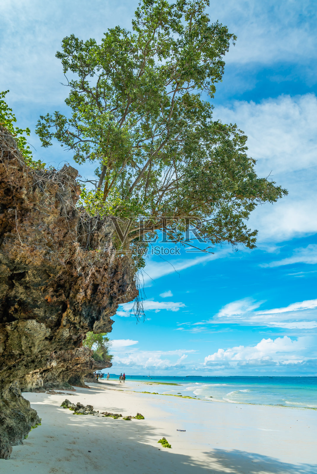在白色的海滩和海洋之上的岩石上有棵树。坦桑尼亚桑给巴尔岛,照片摄影图片