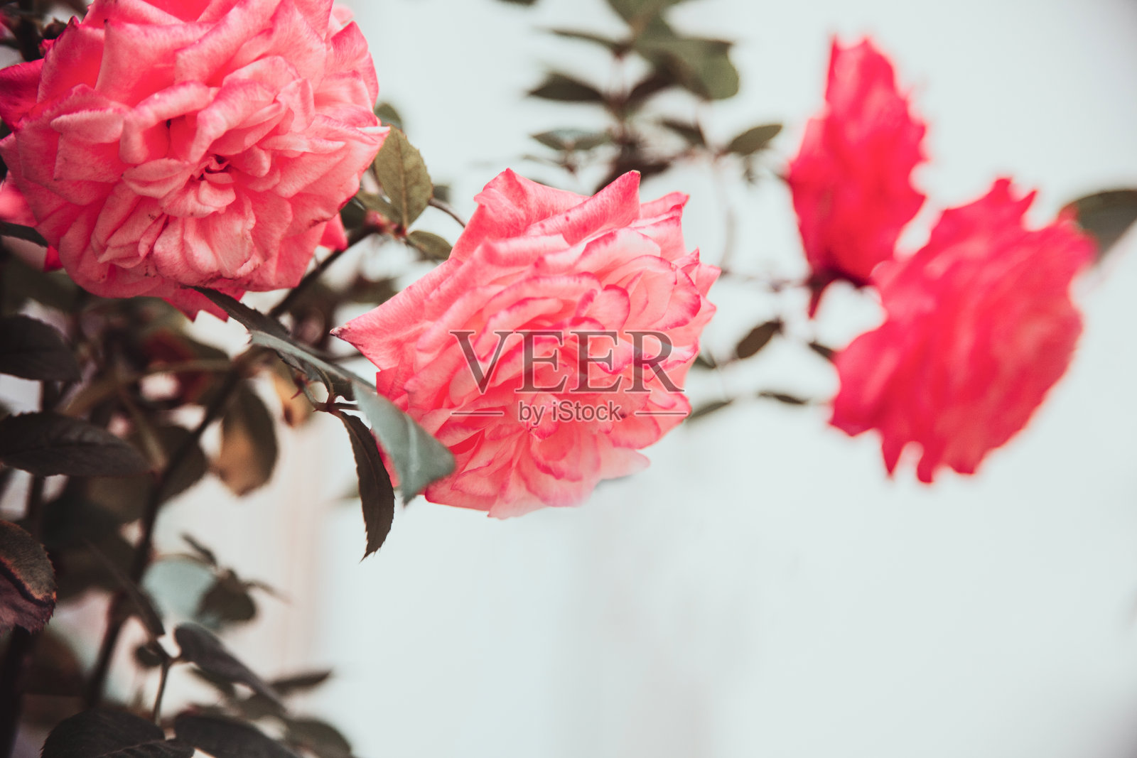 灌木上娇嫩的花朵。粉红色的玫瑰。桌上的花照片摄影图片