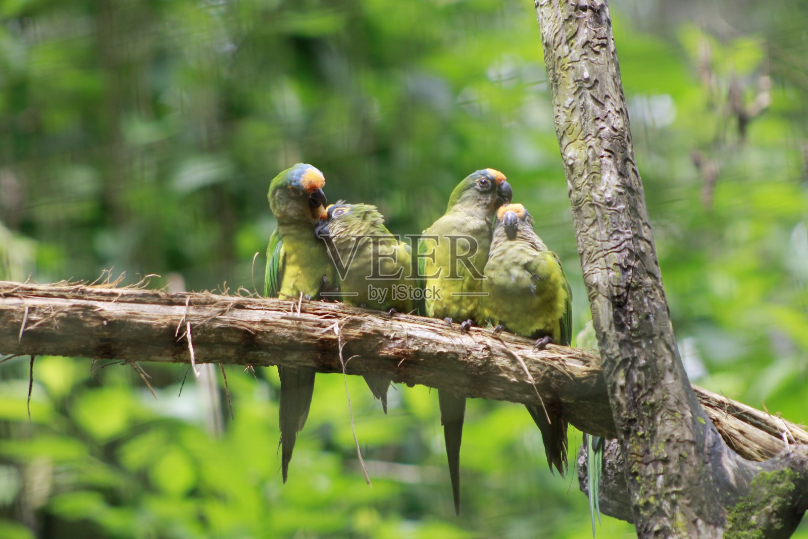 国王长尾小鹦鹉照片摄影图片