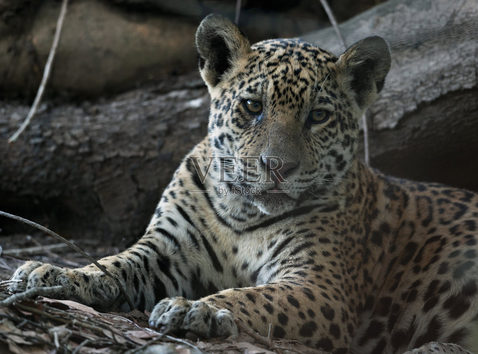 美洲虎在树根上休息。美洲虎。自然栖息地。Cuiaba河、巴西照片摄影图片