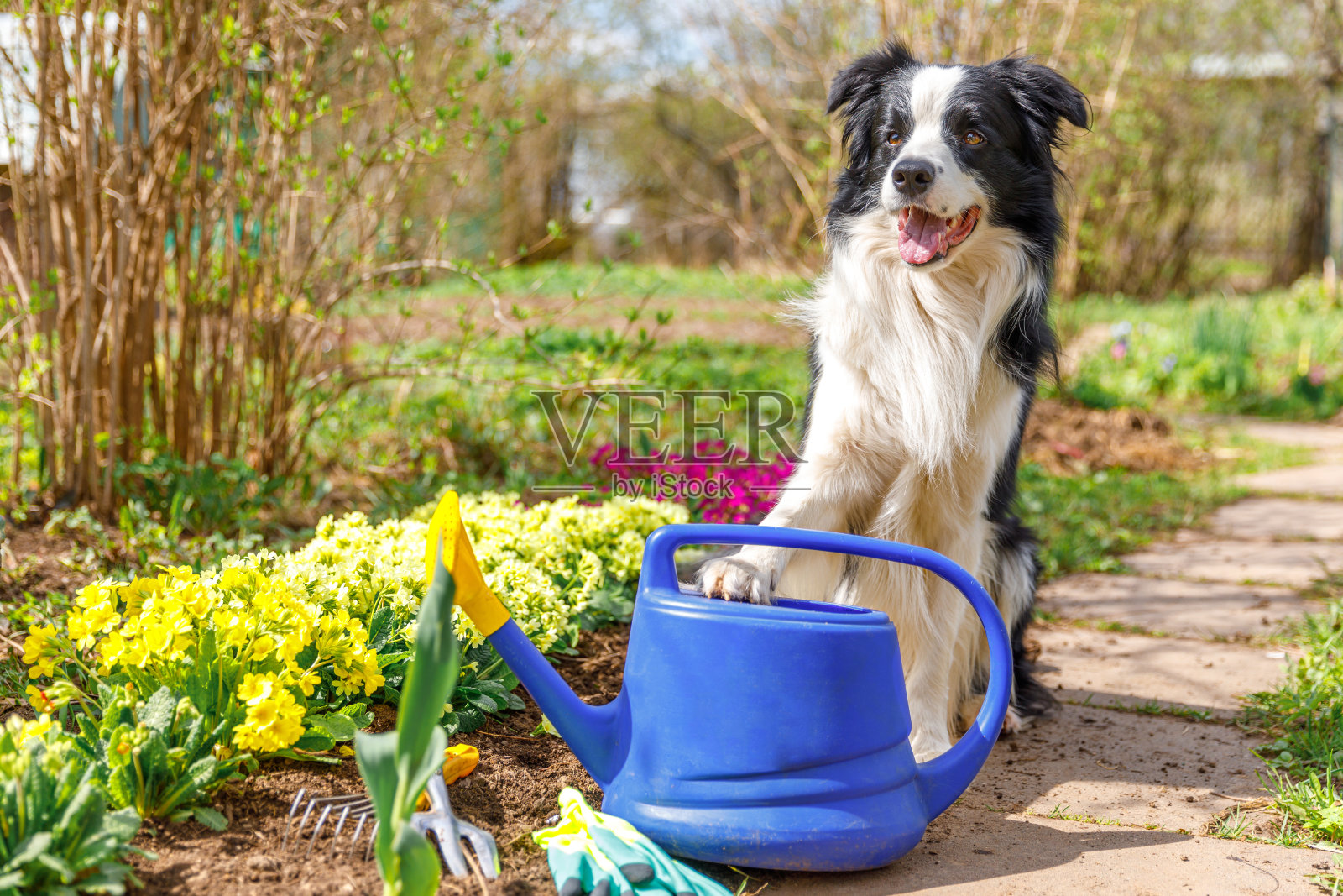 可爱的狗边境牧羊犬户外肖像与浇水罐在花园的背景。有趣的小狗作为园丁，为灌溉取水罐。园艺与农业概念照片摄影图片