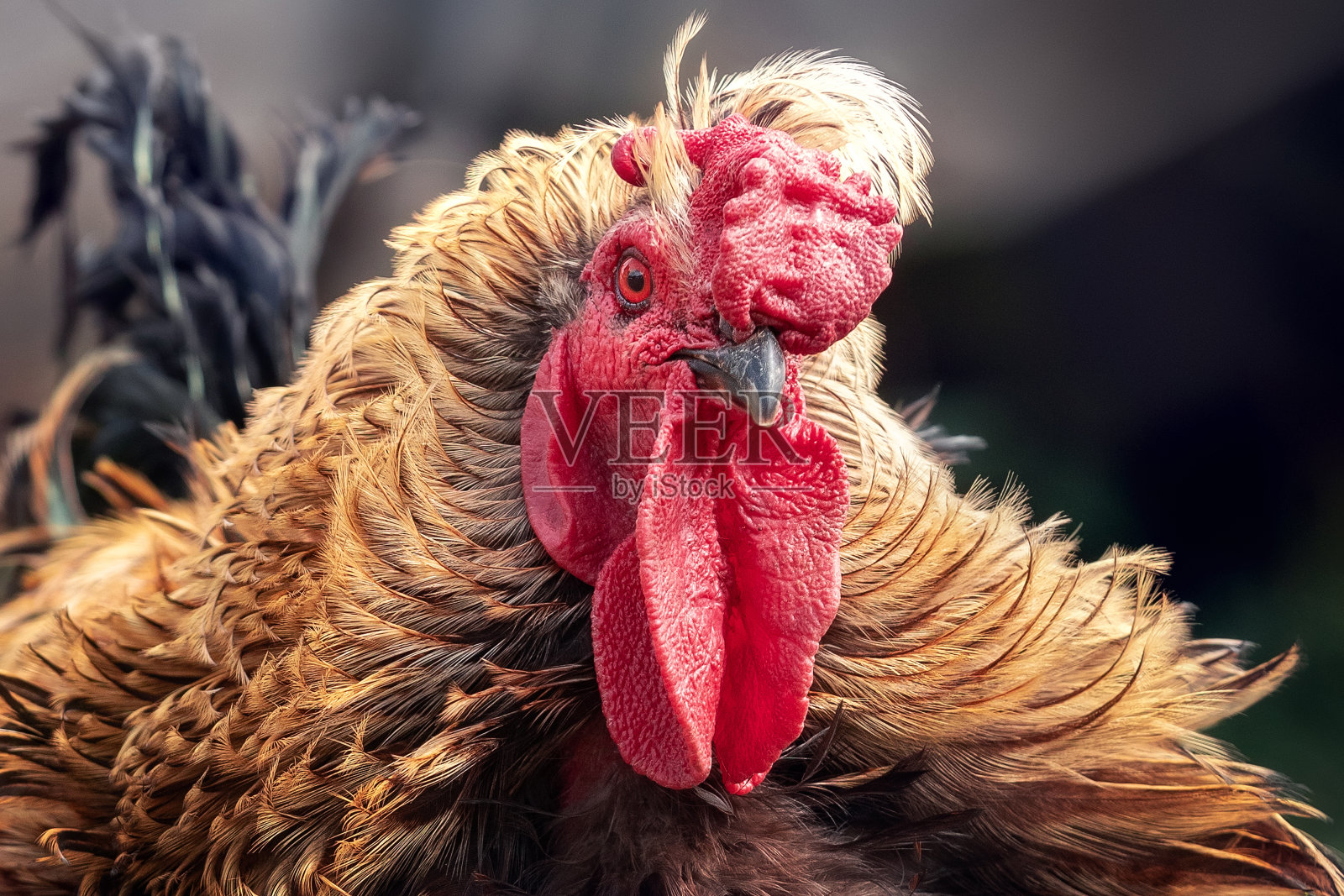 详细，特写的公鸡与惊人的，长，金色的羽毛照片摄影图片