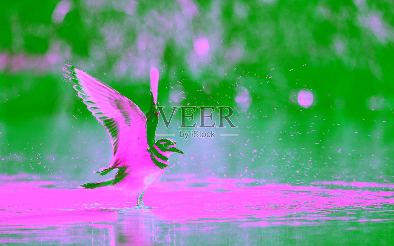 池塘里的杀鹿展开翅膀。学名:Charadrius vociferus自然栖息地。古巴。照片摄影图片