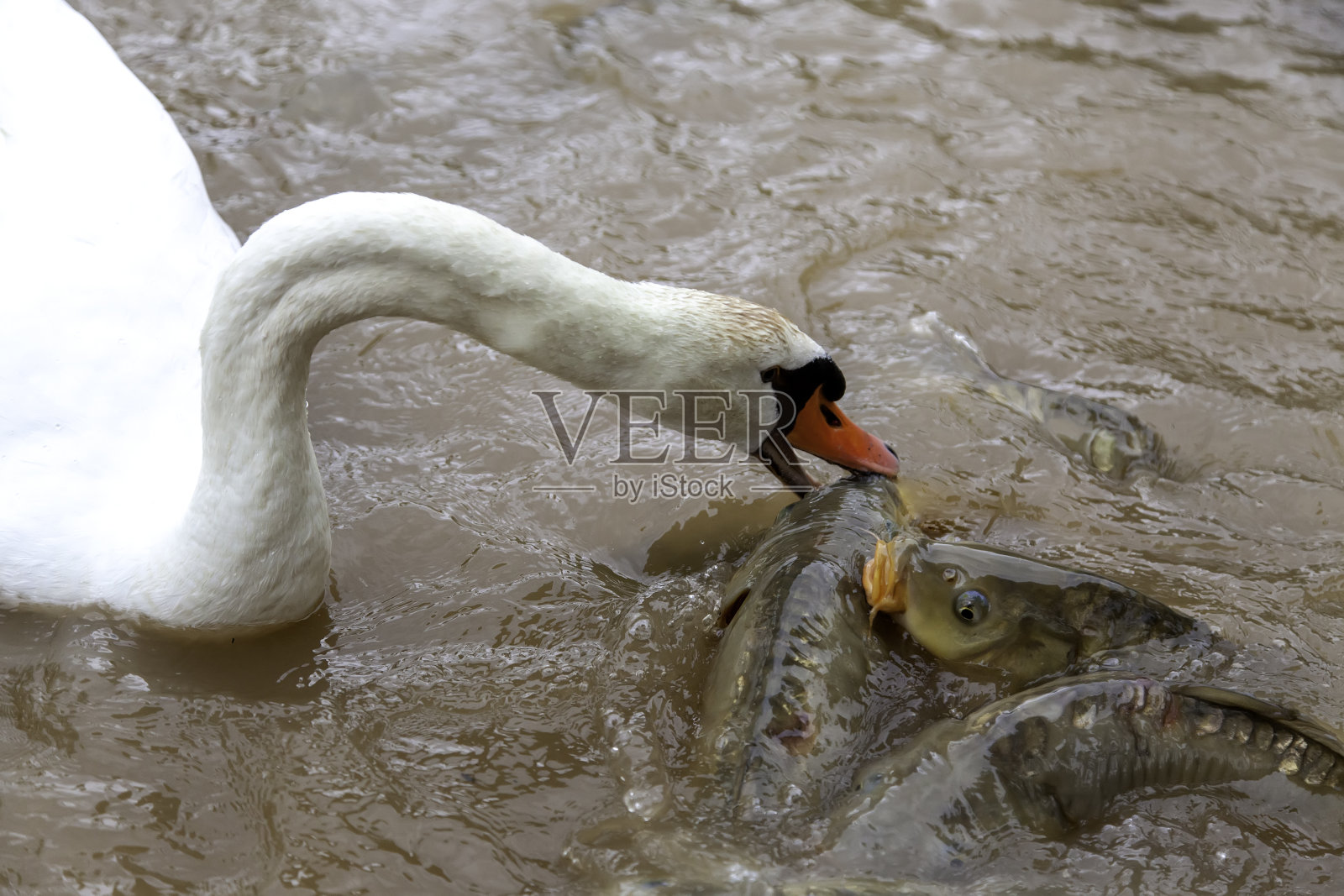 鹅肉和鱼照片摄影图片