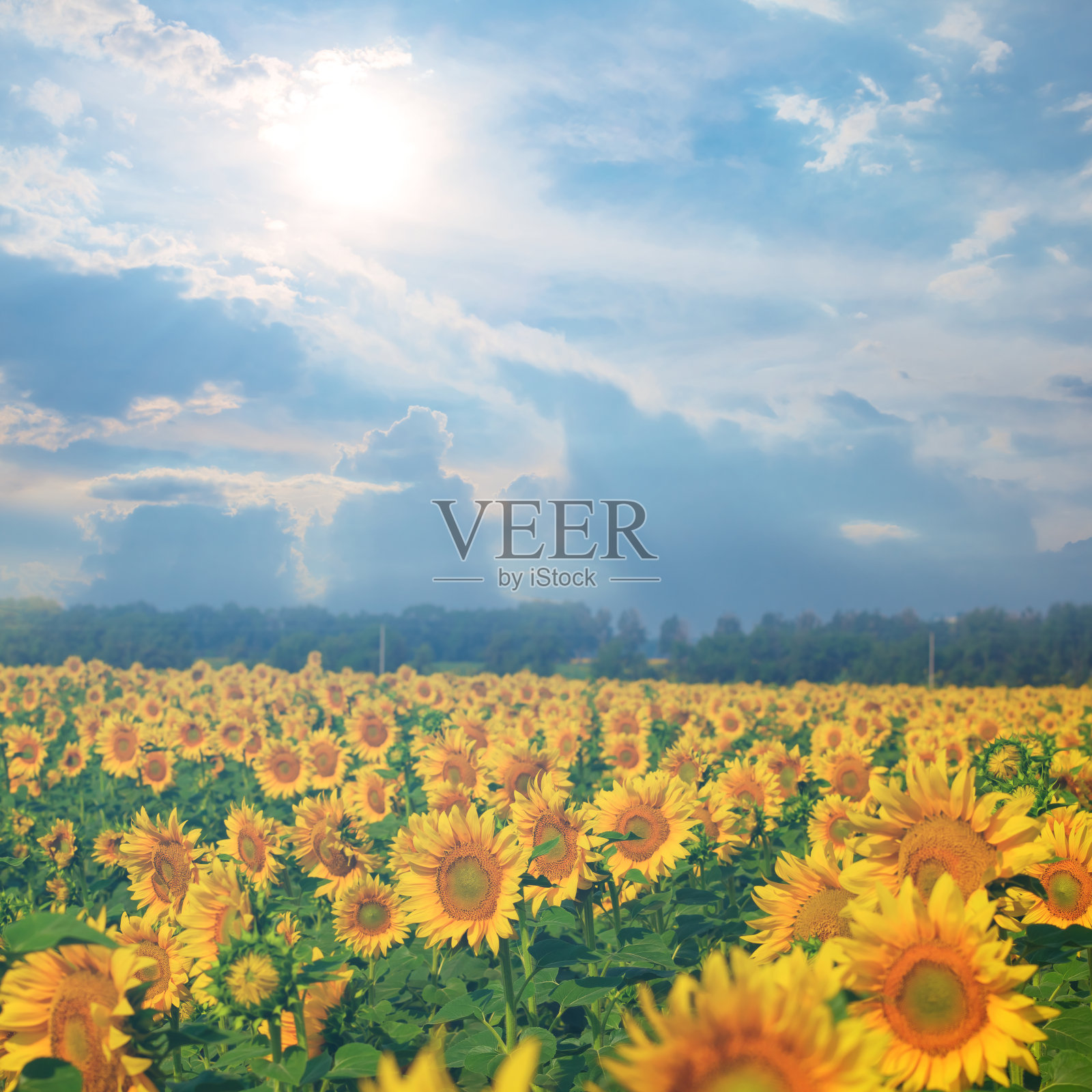 夏天的向日葵田照片摄影图片