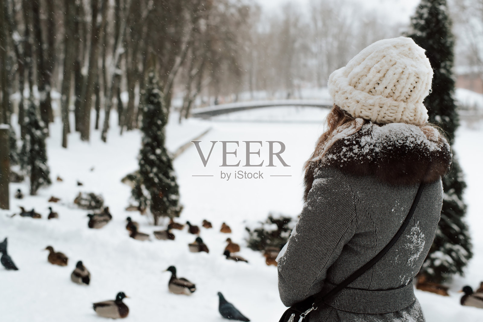 后视图的年轻女子在雪覆盖的外套和针织帽散步在冬季公园，复制空间。后视图的女士站在自然下雪旁边的一群鸭子照片摄影图片