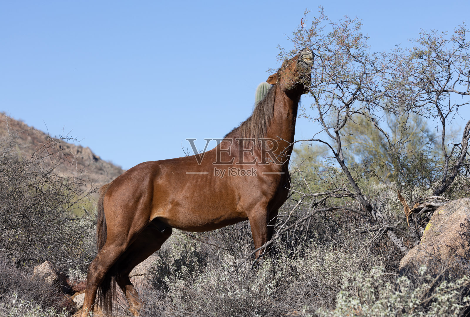 亚利桑那沙漠中的野马照片摄影图片