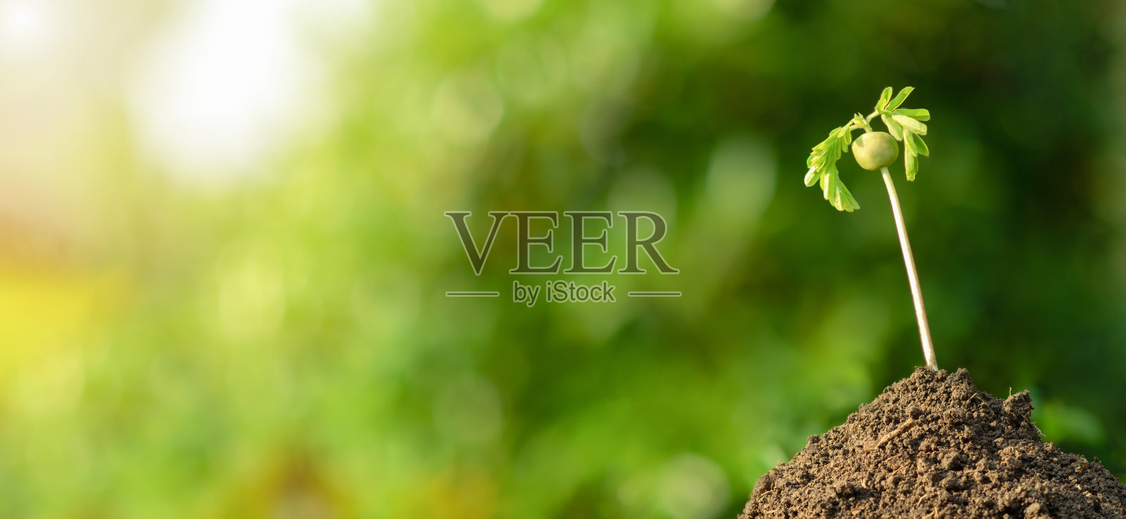 在绿色背景模糊的花园中生长的幼苗照片摄影图片