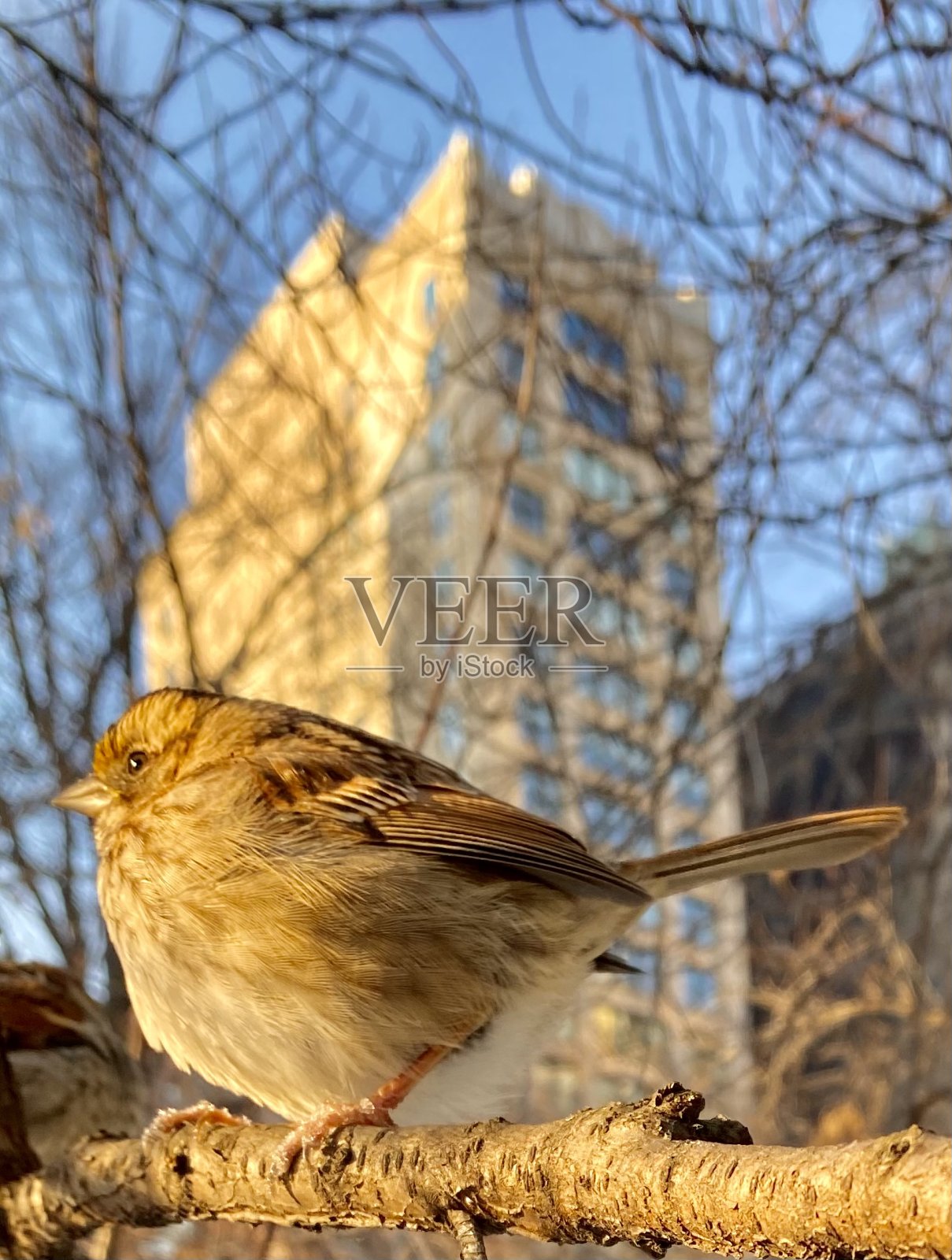 鸟照片摄影图片