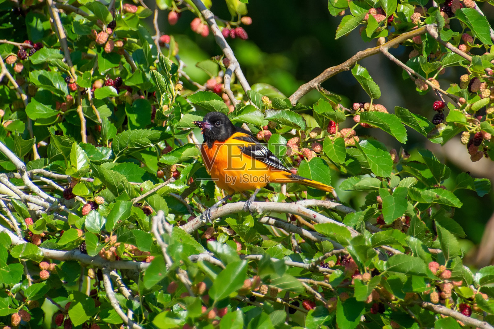 巴尔的摩金莺照片摄影图片