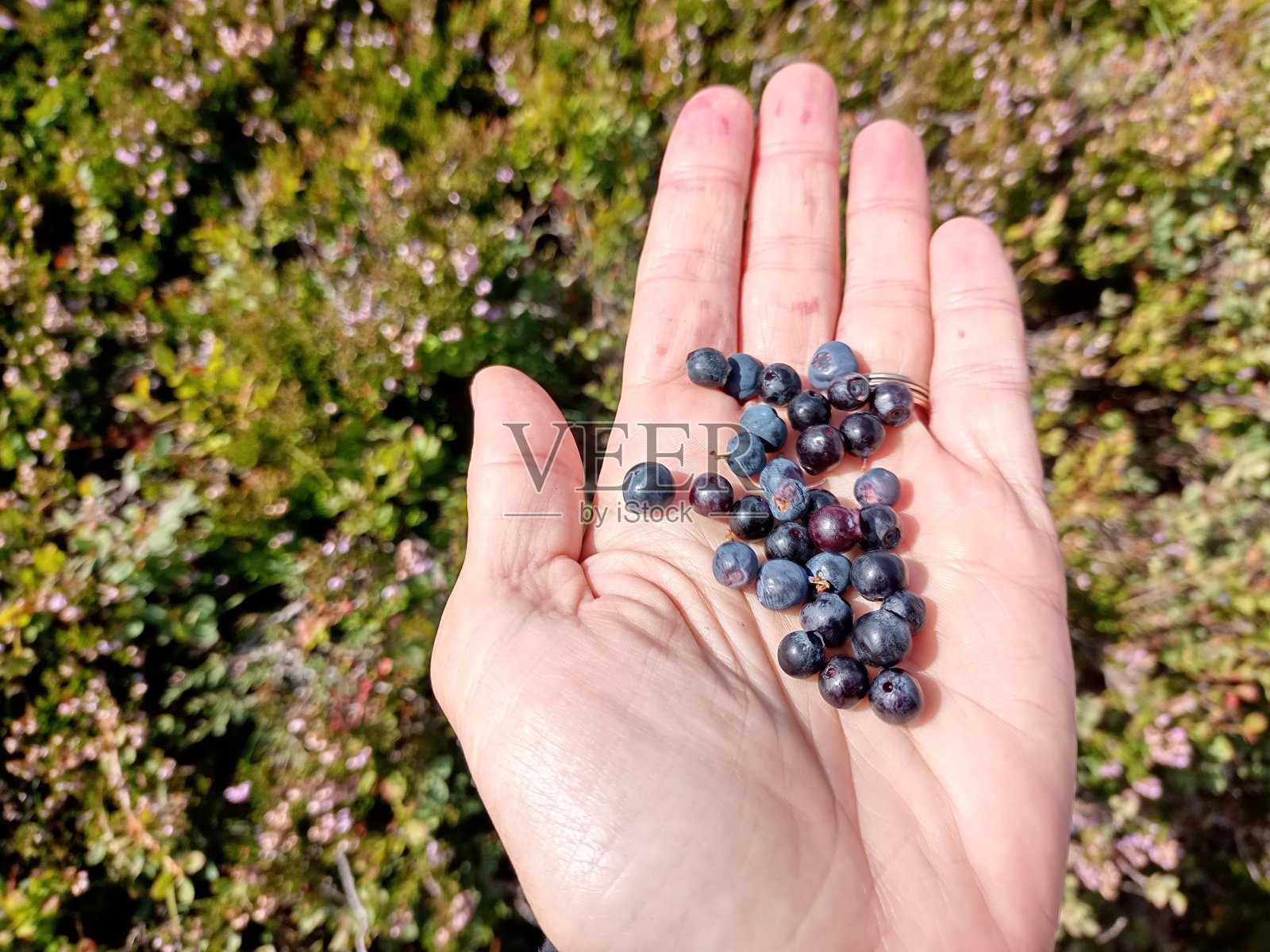 照片中的野生蓝莓是在山中采摘的蓝莓照片摄影图片