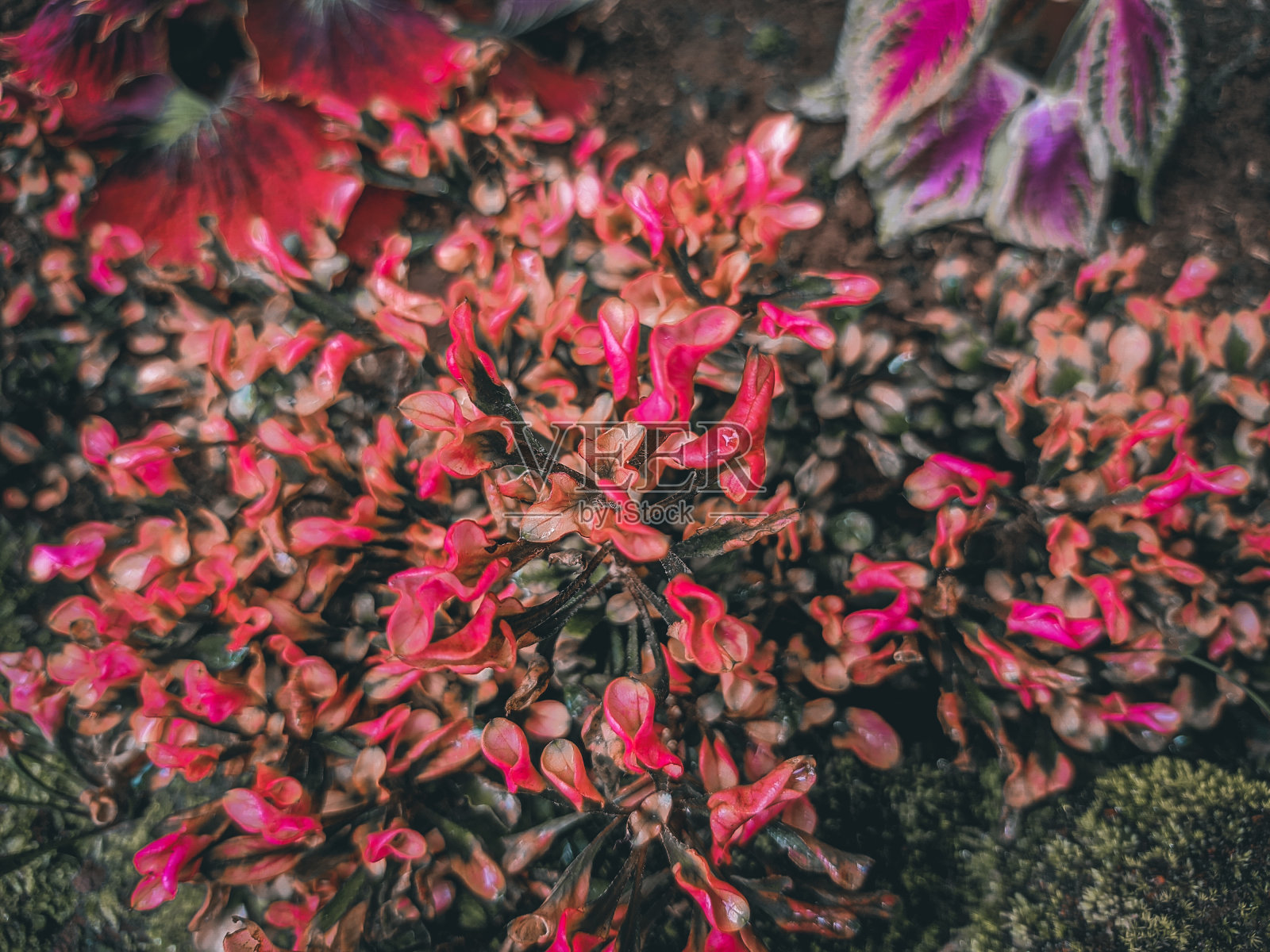 花园里有美丽的花照片摄影图片