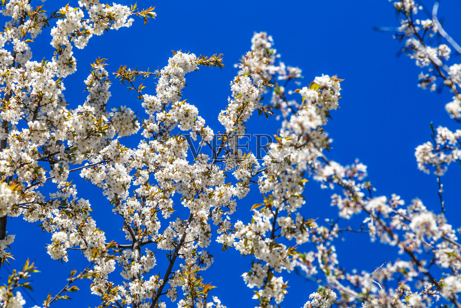 樱花盛开了。樱花在蓝天的背景上绽放。空间的文本。蓝天白云照片摄影图片