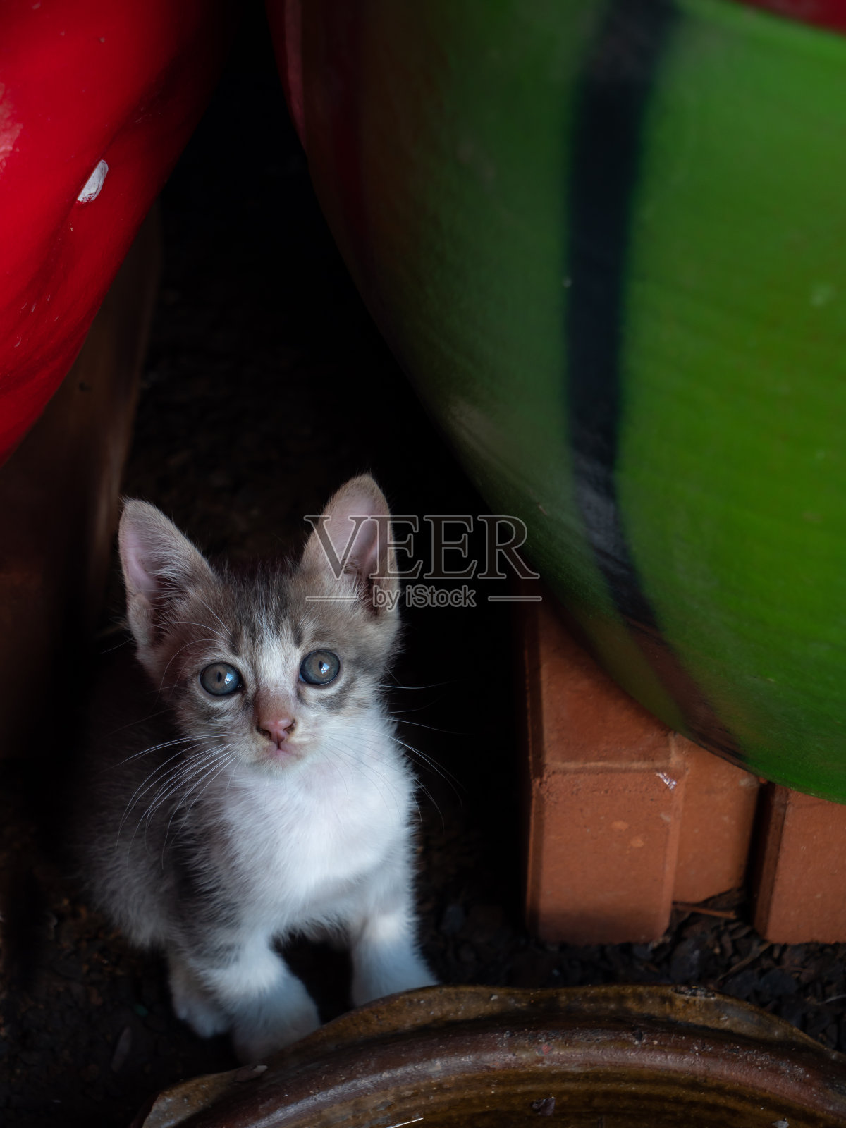白棕色小猫坐着凝视照片摄影图片