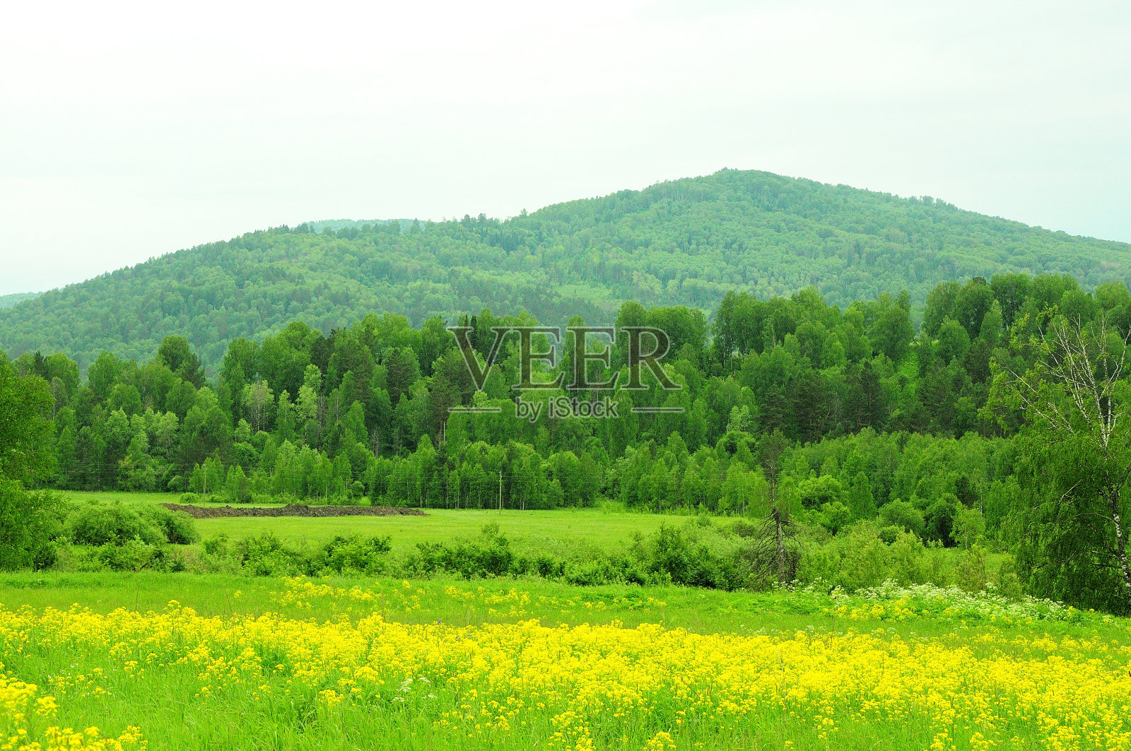 一片野生油菜籽地，在茂密的森林边缘，俯瞰着长满针叶林的高山。照片摄影图片