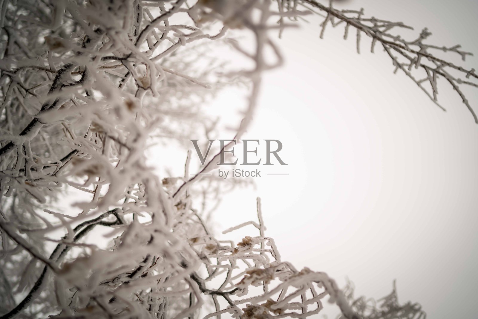 这是冬天山上冰冻的树的特写照片摄影图片