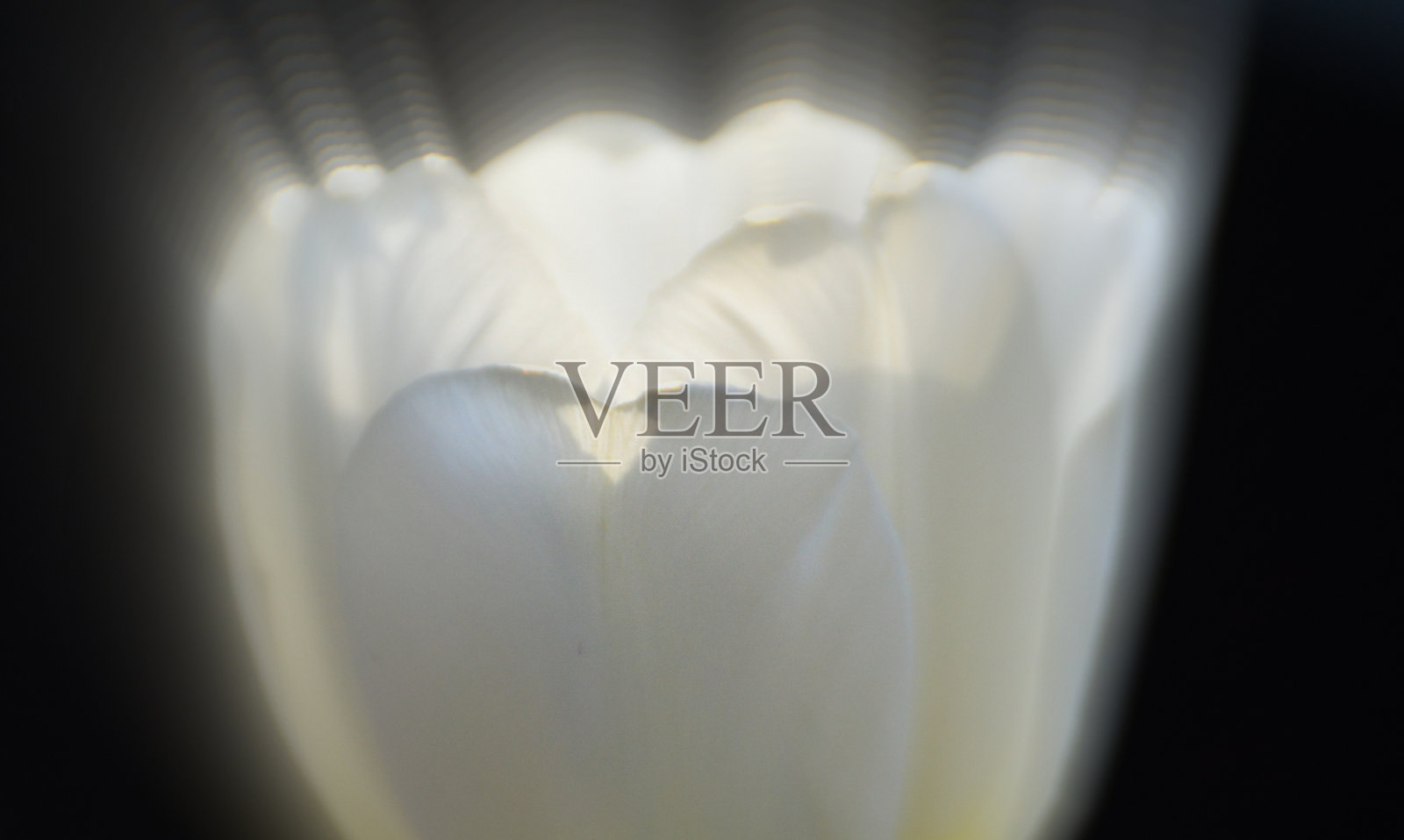 耀眼的白色郁金香对着太阳照片摄影图片