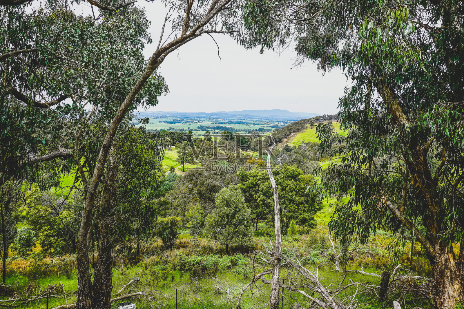 透过树木俯瞰澳大利亚乡村。照片摄影图片