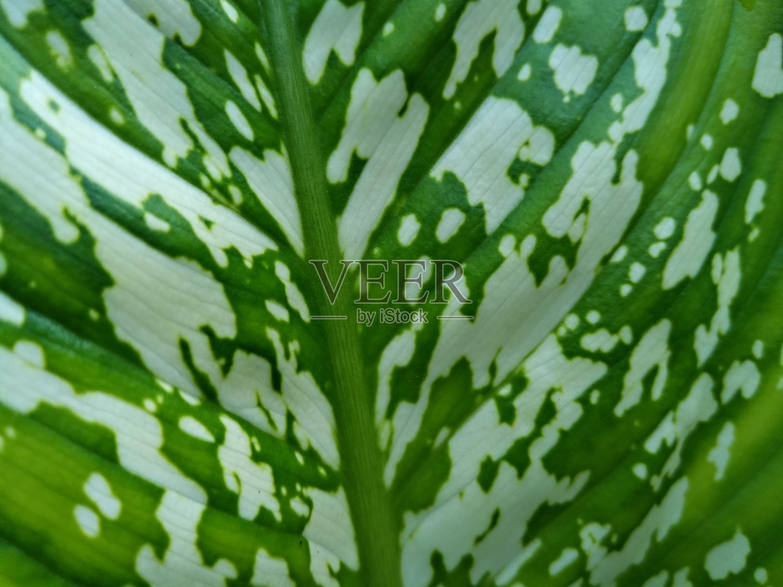 有不同形状的绿叶图案照片摄影图片