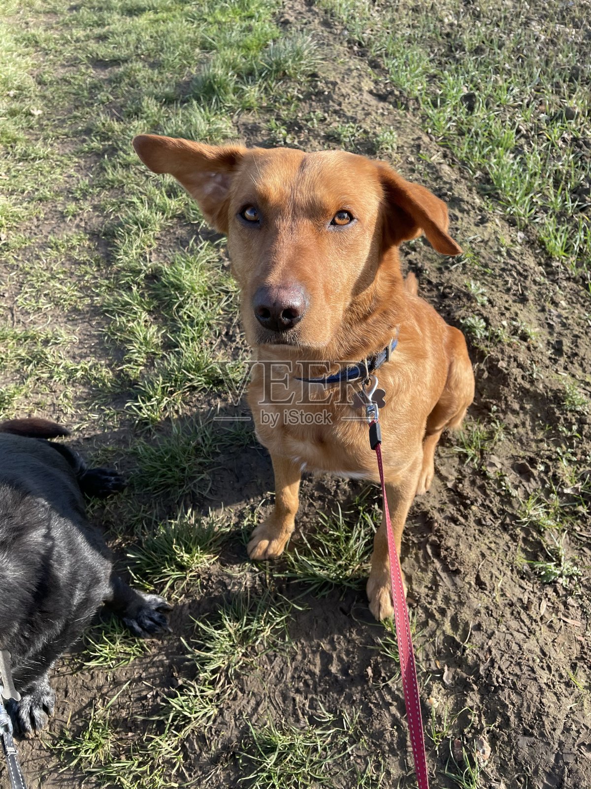 风大的狗耷拉着耳朵走路照片摄影图片