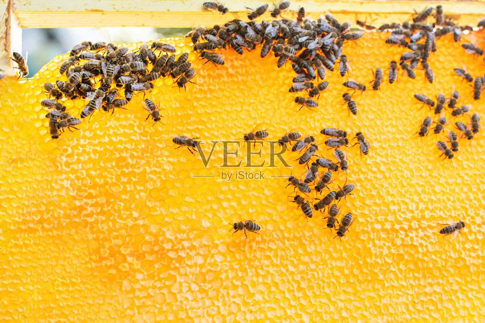 背景纹理和图案的部分蜂蜡蜂巢充满金色的蜂蜜。木制的蜂巢和蜜蜂。蜂巢里有蜜蜂，蜂巢的框架，俯视图。软焦点照片摄影图片