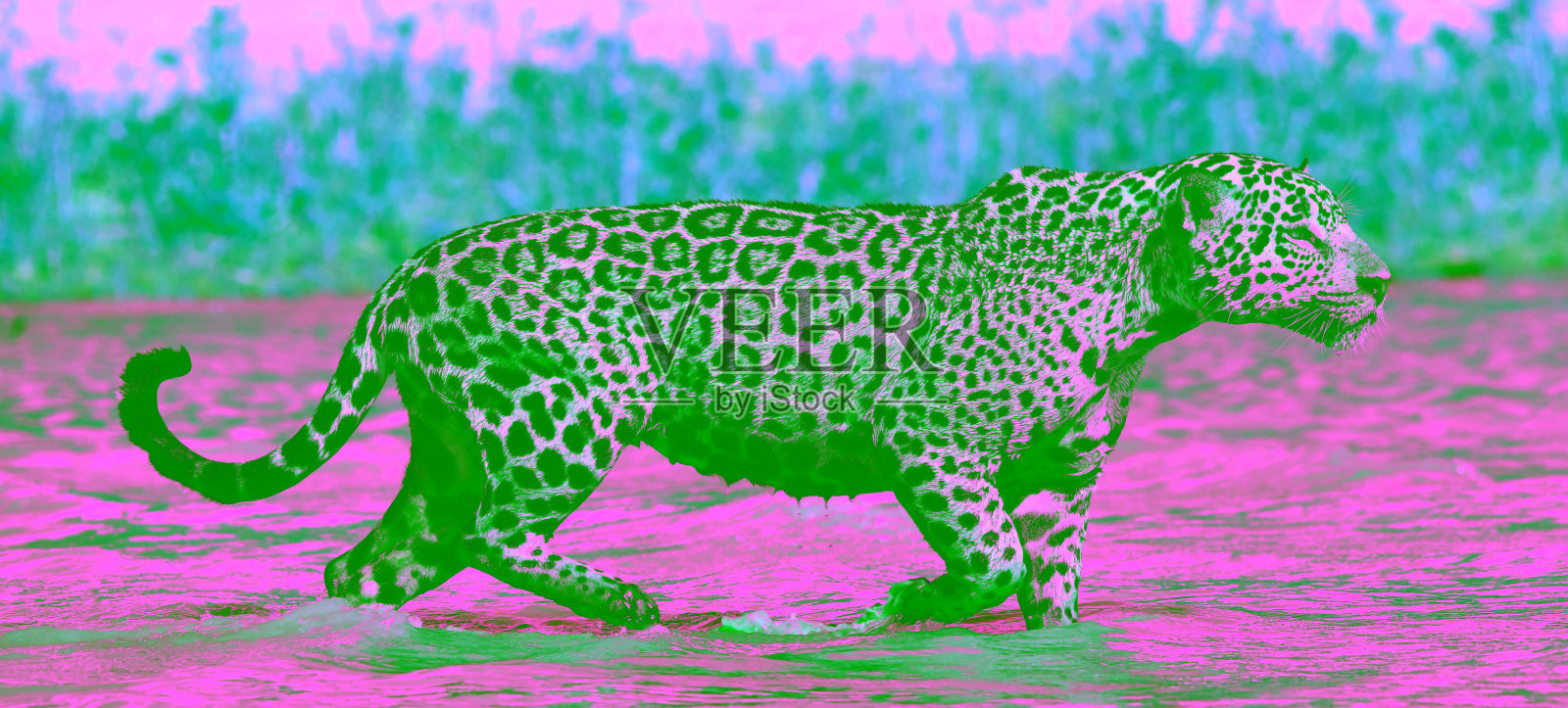 美洲虎在水上行走。侧视图。美洲虎。自然栖息地。Cuiaba河、巴西照片摄影图片