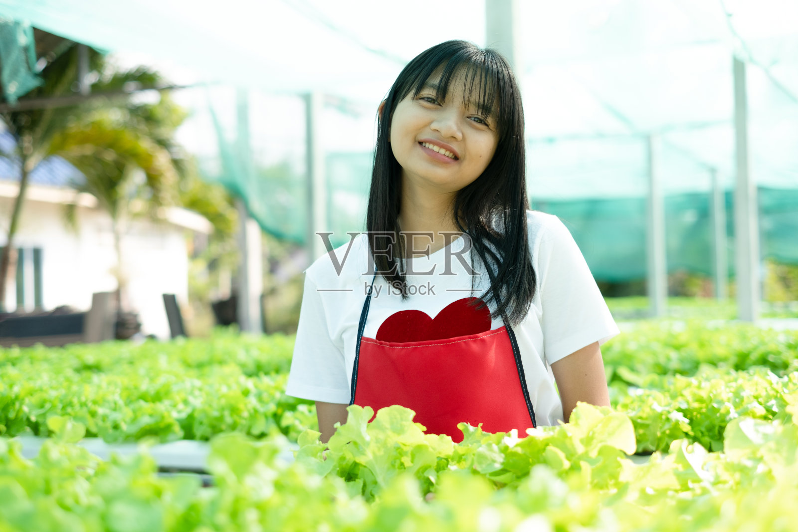 年轻的亚洲人在水培系统蔬菜有机小生菜农场工作。照片摄影图片