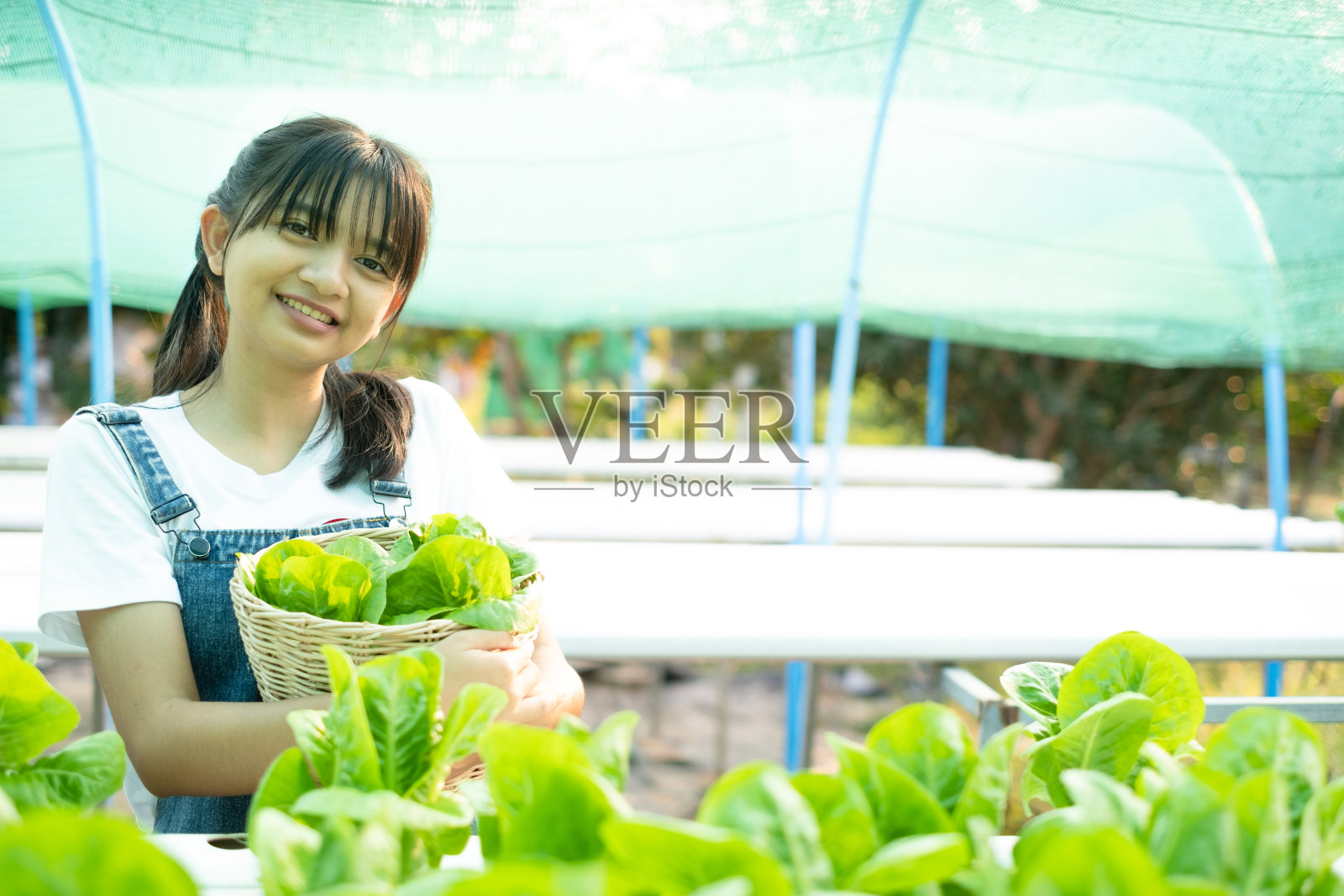 一个亚洲女孩在她家的水培菜园里采摘蔬菜。照片摄影图片