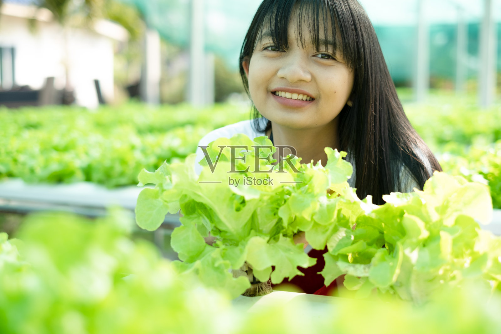 年轻的亚洲人在水培系统蔬菜有机小生菜农场工作。照片摄影图片