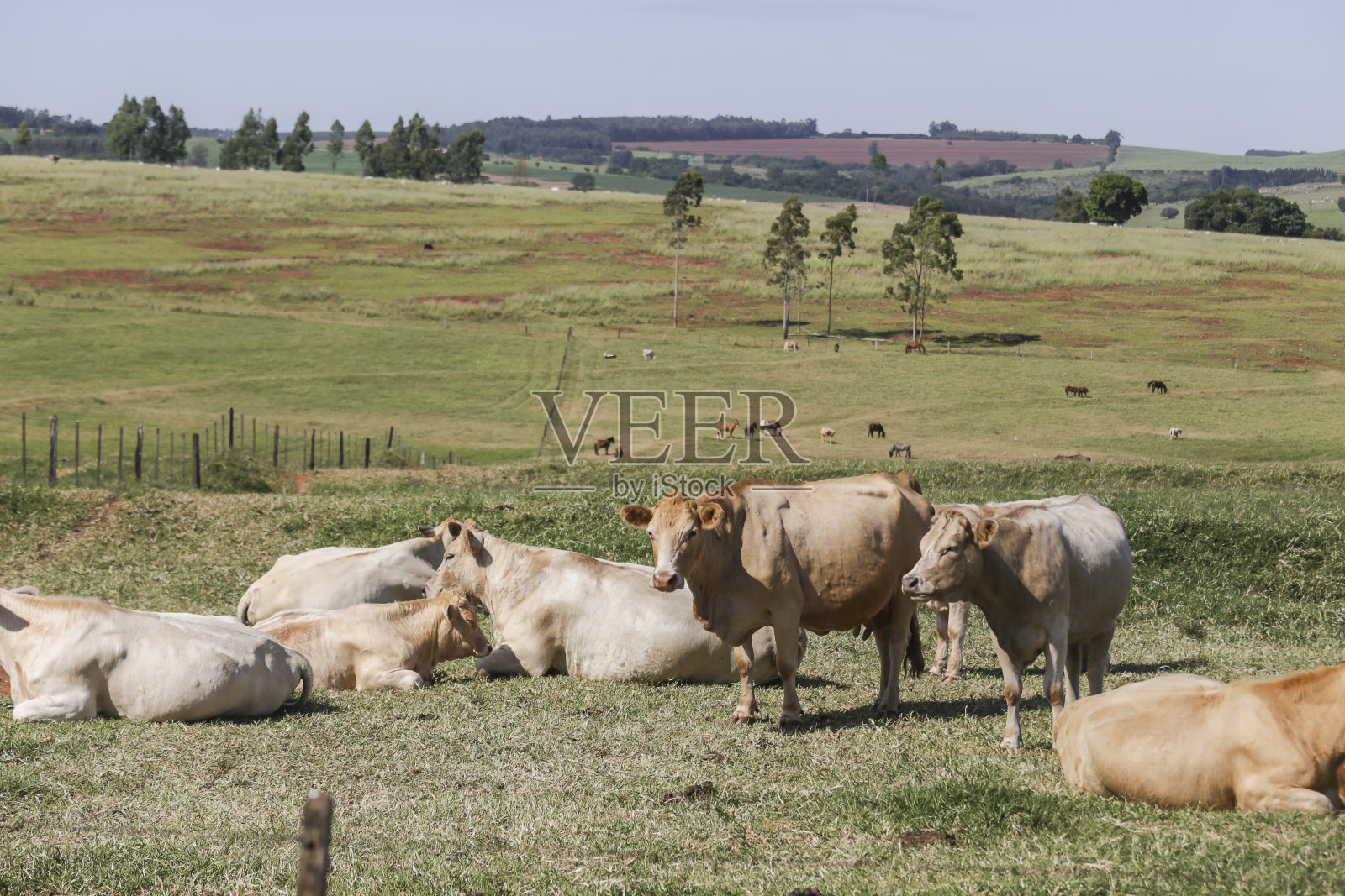 Purunã牛，牛品种的原产地在Paraná州的内陆照片摄影图片
