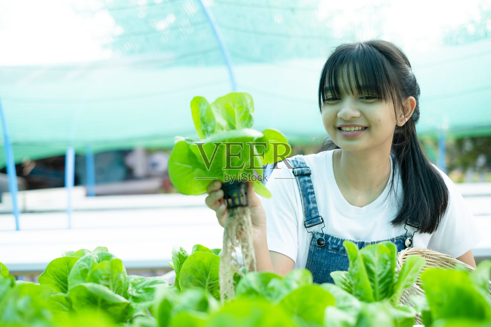 一个亚洲女孩在她家的水培菜园里采摘蔬菜。照片摄影图片