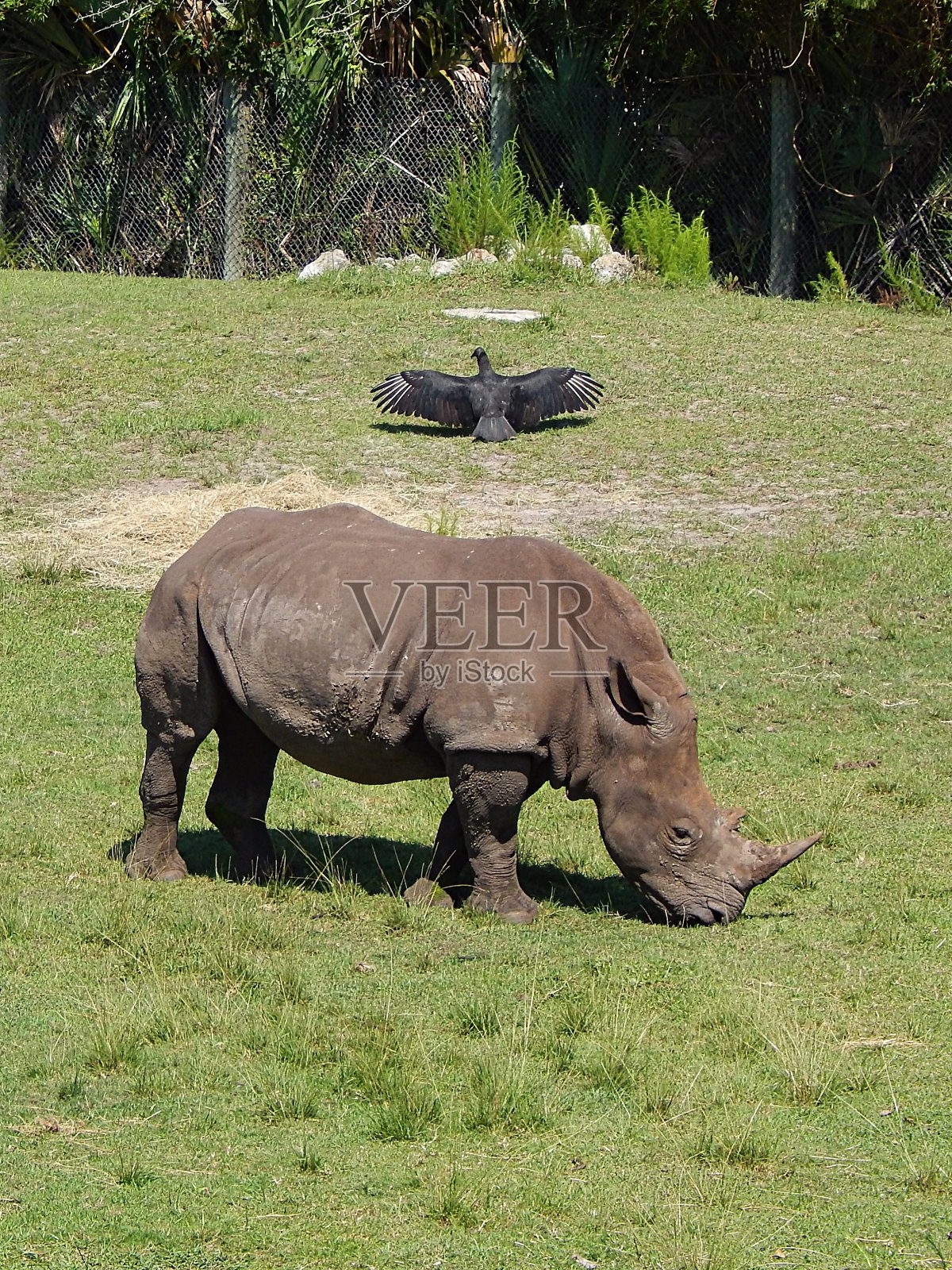 犀牛和秃鹫在享受阳光照片摄影图片