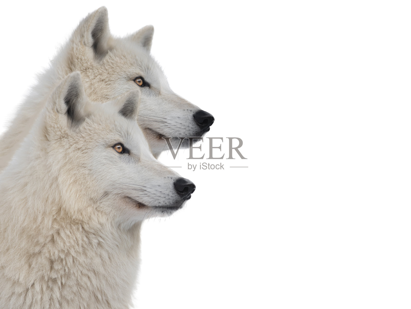 在白色背景上孤立的极地狼的肖像照片摄影图片