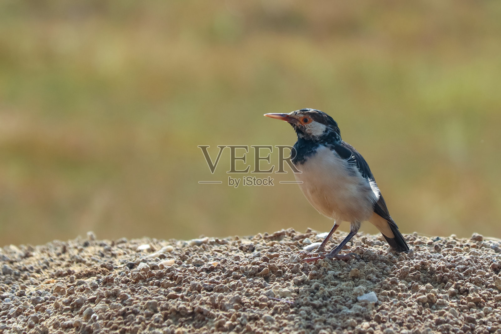 斑八哥或亚洲斑八哥或斑马鱼栖息在自然栖息地。照片摄影图片