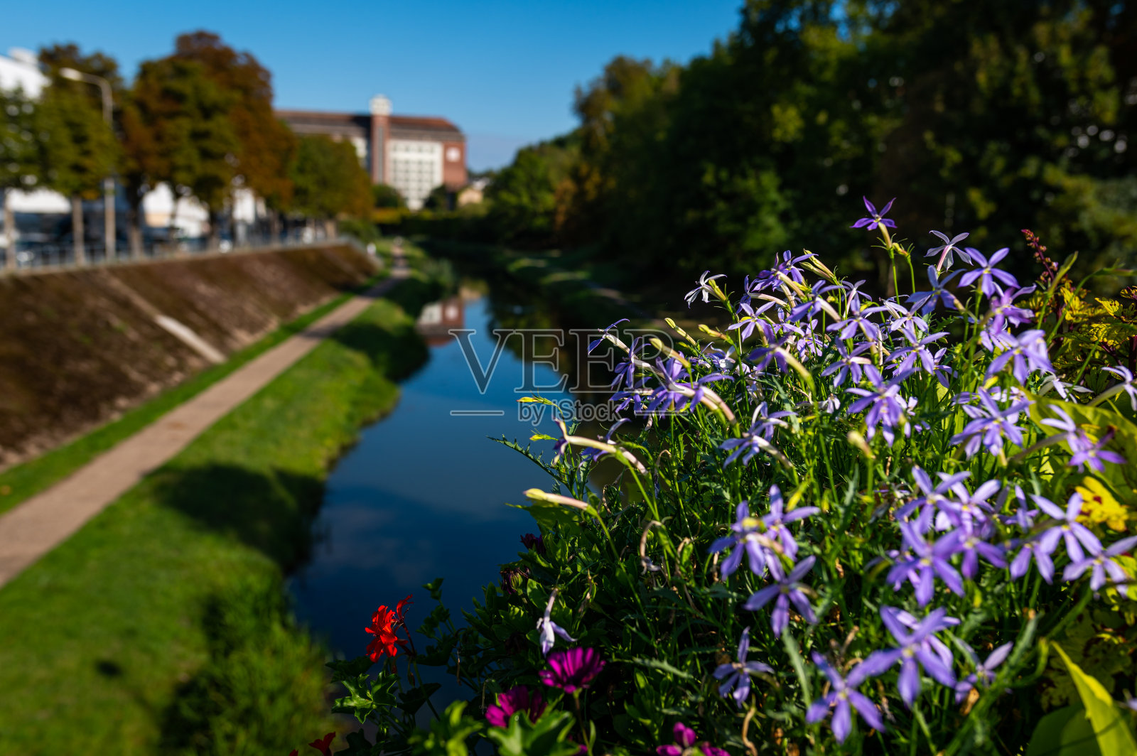 南茜一座桥上的美丽花朵照片摄影图片