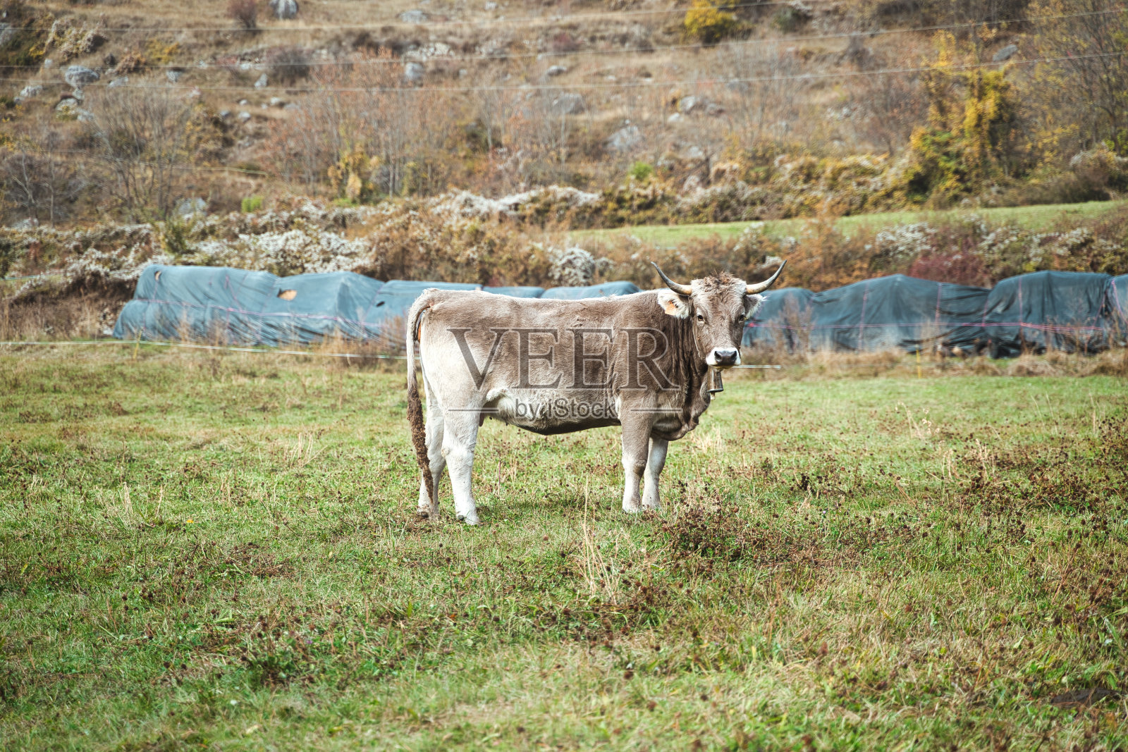 奶牛在山上吃草，看着镜头。照片摄影图片