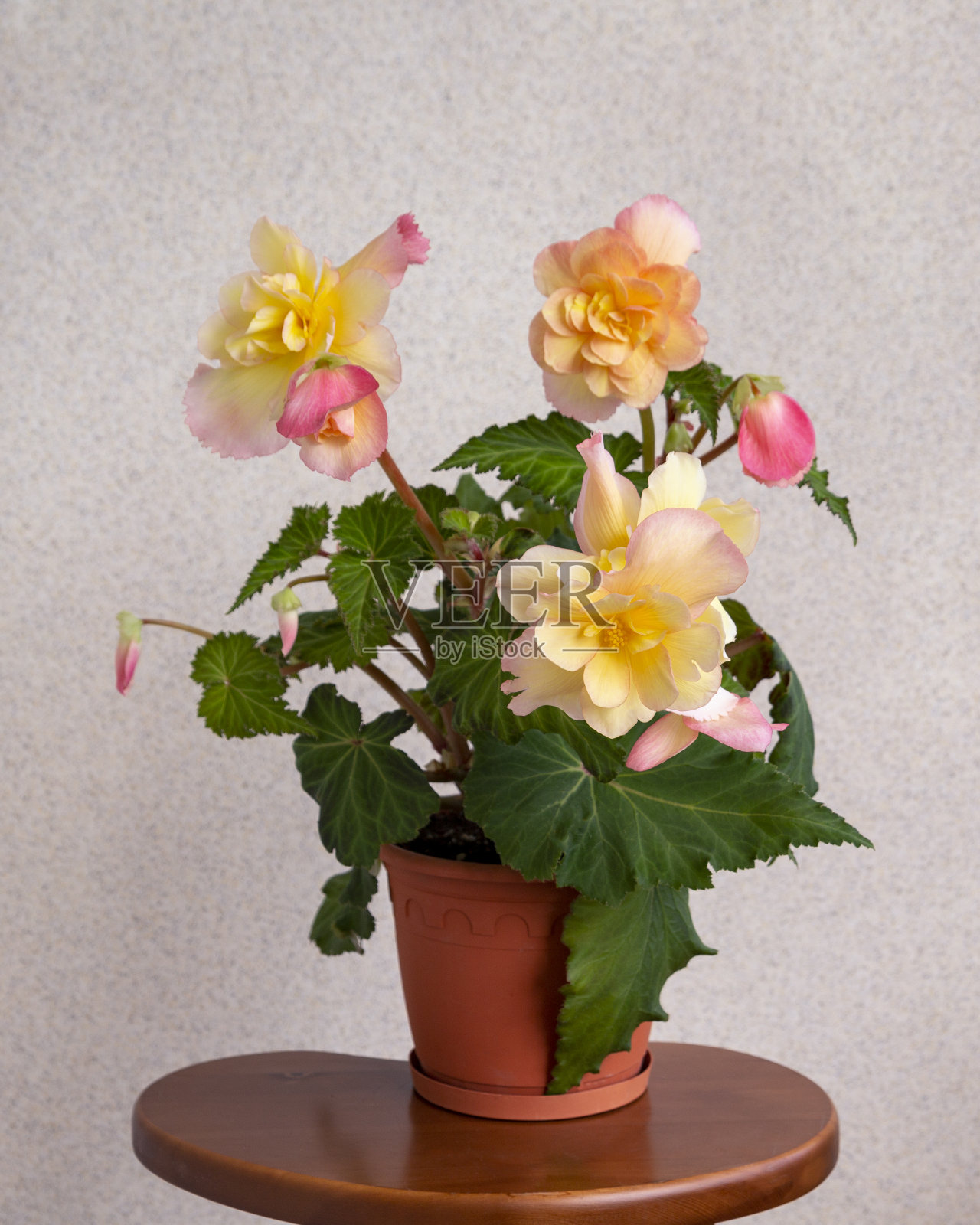 美丽的粉红色和黄色秋海棠在花盆。花卉栽培，爱好，家花。照片摄影图片