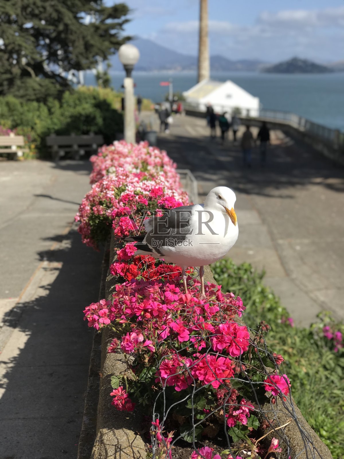 沉睡的海鸥照片摄影图片