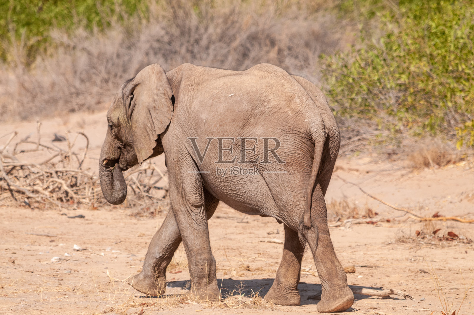 纳米比亚的沙漠象照片摄影图片