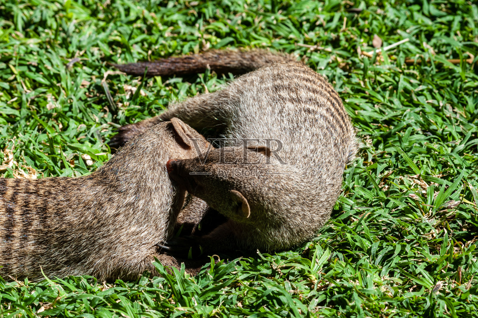 蒙格猫鼬-蒙格猫鼬-关心一个顽皮的照片摄影图片
