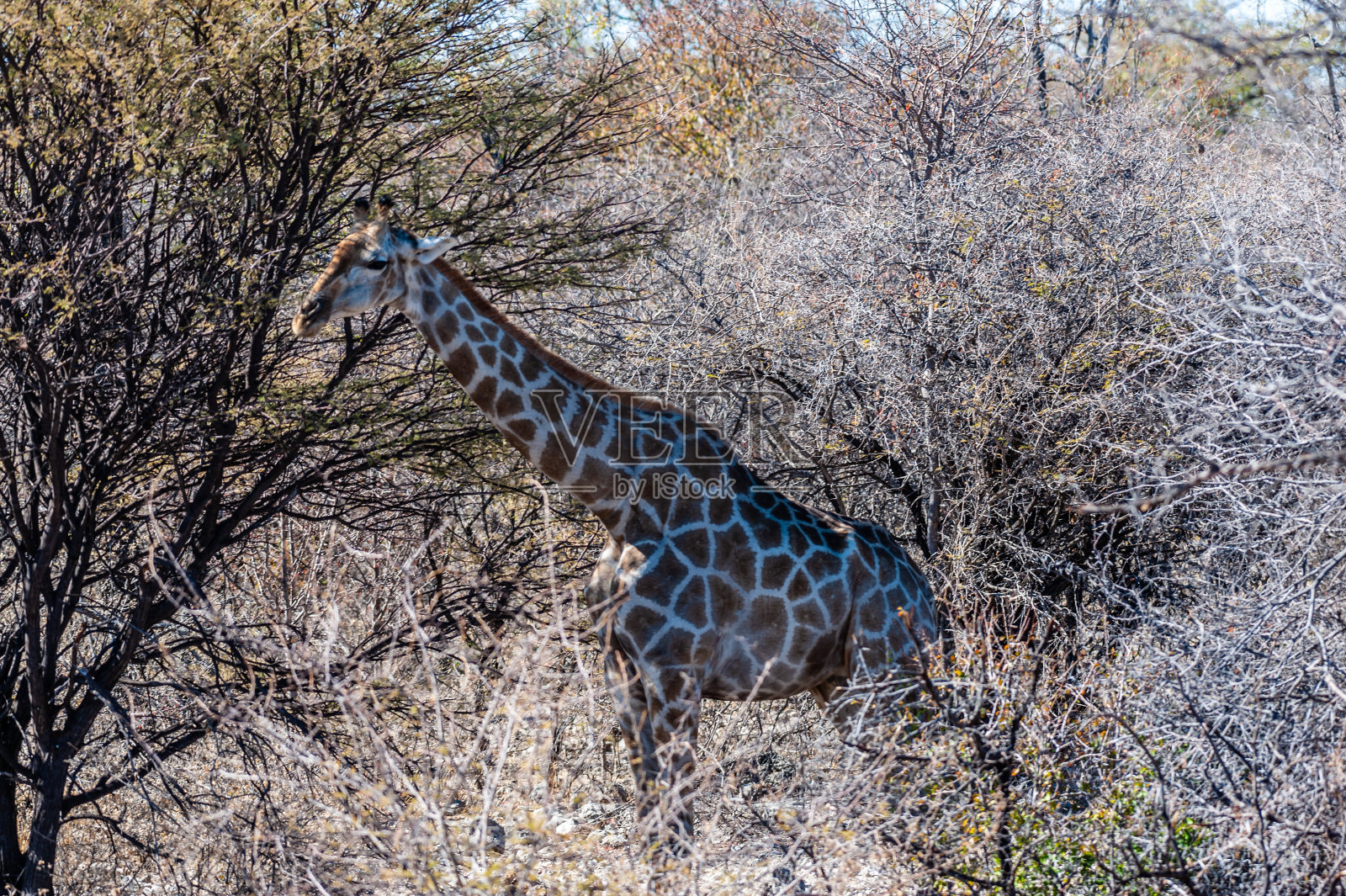一个隐藏在灌木丛中的安哥拉长颈鹿的特写照片摄影图片