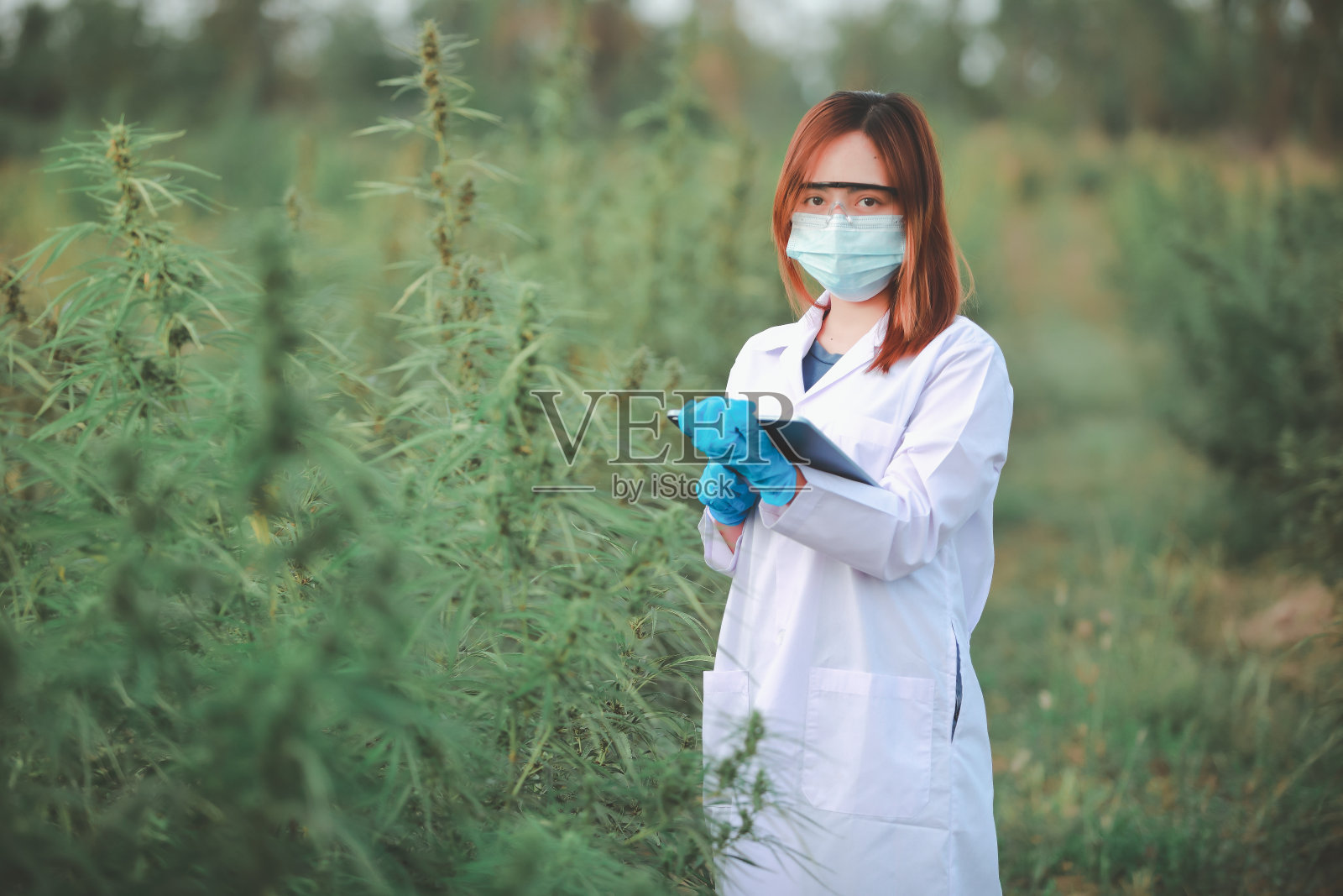 戴着手套的专家科学家在温室里检查大麻植物。中草药替代医学概念，cbd油，制药行业治疗各种疾病。照片摄影图片